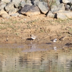 Charadrius melanops (Black-fronted Dotterel) at Molonglo Valley, ACT - 26 Feb 2023 by JimL