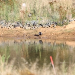 Charadrius melanops at Molonglo Valley, ACT - 26 Feb 2023 08:08 AM