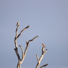 Falco cenchroides (Nankeen Kestrel) at Molonglo Valley, ACT - 25 Feb 2023 by JimL