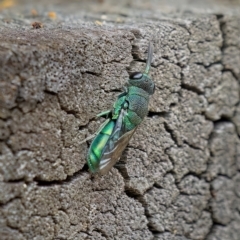 Primeuchroeus sp. (genus) (Cuckoo Wasp) at GG179 - 23 Feb 2023 by Kenp12