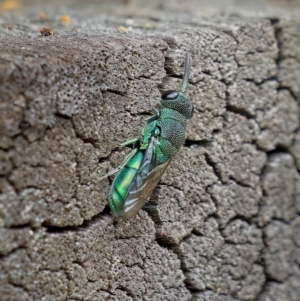 Primeuchroeus sp. (genus) at Acton, ACT - 24 Feb 2023 10:52 AM