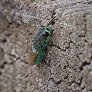 Primeuchroeus sp. (genus) at Acton, ACT - 24 Feb 2023 10:52 AM