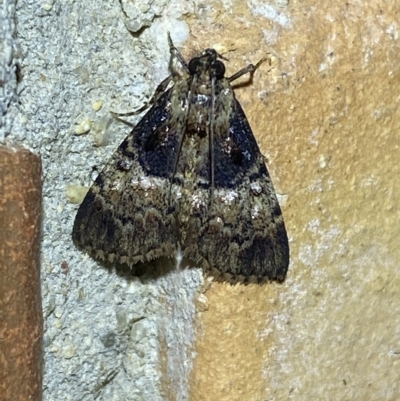 Orthaga thyrisalis (Teatree Web Moth) at Jerrabomberra, NSW - 18 Feb 2023 by SteveBorkowskis