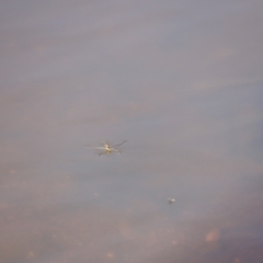 Gerridae (family) (Unidentified water strider) at Molonglo River Reserve - 25 Feb 2023 by JimL