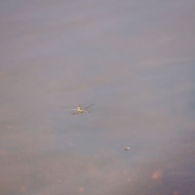 Gerridae (family) (Unidentified water strider) at Molonglo Valley, ACT - 26 Feb 2023 by JimL