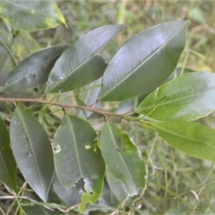 Geijera salicifolia (Brush Wilga) at Barrack Heights, NSW - 20 Feb 2023 by plants