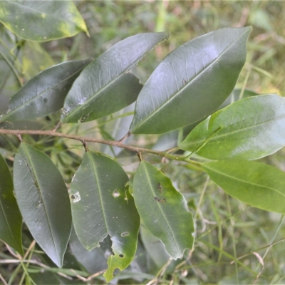 Geijera salicifolia (Brush Wilga) at Barrack Heights, NSW - 20 Feb 2023 by plants
