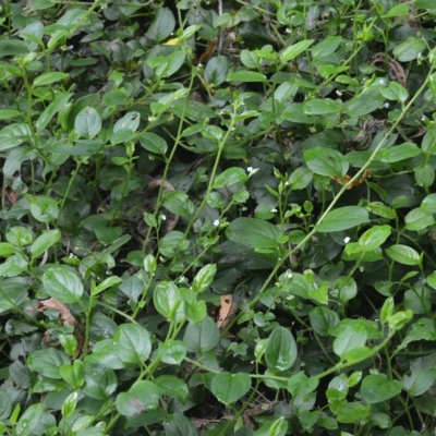 Hackelia latifolia (Forest Hound's Tongue) - 21 Feb 2023 by plants