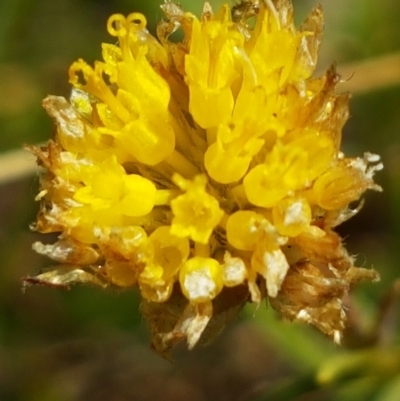 Rutidosis leptorhynchoides (Button Wrinklewort) at Bass Gardens Park, Griffith - 25 Feb 2023 by SRoss