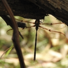 Telephlebia godeffroyi (Eastern Evening Darner) at Penrose, NSW - 16 Feb 2023 by GlossyGal