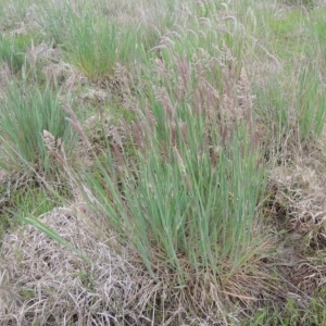 Holcus lanatus at Boorowa, NSW - 23 Oct 2022