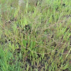 Rumex dumosus (Wiry Dock) at Tarengo Reserve (Boorowa) - 23 Oct 2022 by michaelb