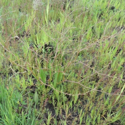 Rumex dumosus (Wiry Dock) at Boorowa, NSW - 23 Oct 2022 by michaelb