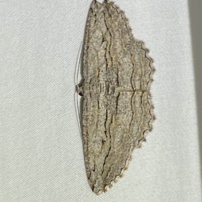 Scioglyptis loxographa (Light Grey Bark Moth) at Jerrabomberra, NSW - 19 Feb 2023 by SteveBorkowskis