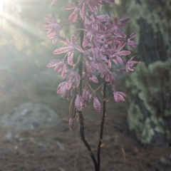 Dipodium punctatum (Blotched Hyacinth Orchid) at Conder, ACT - 26 Feb 2023 by Rebeccajgee