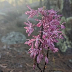 Dipodium punctatum at Conder, ACT - suppressed