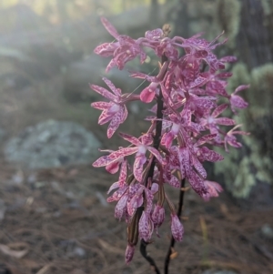 Dipodium punctatum at Conder, ACT - suppressed