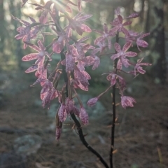 Dipodium punctatum at Conder, ACT - 26 Feb 2023