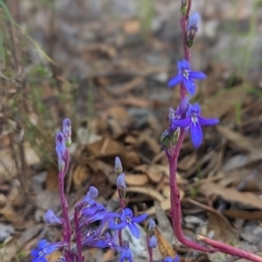 Lobelia gibbosa (Tall Lobelia) at Conder, ACT - 26 Feb 2023 by Rebeccajgee