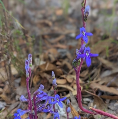 Lobelia gibbosa (Tall Lobelia) at Conder, ACT - 26 Feb 2023 by Rebeccajgee
