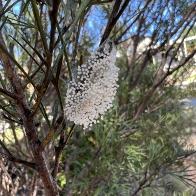 Lithosiini (IMMATURE) (A Footman or Lichen moth (Lithosiini)) at Higgins, ACT - 26 Feb 2023 by Untidy