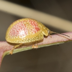 Paropsisterna fastidiosa (Eucalyptus leaf beetle) at The Pinnacle - 23 Feb 2023 by AlisonMilton