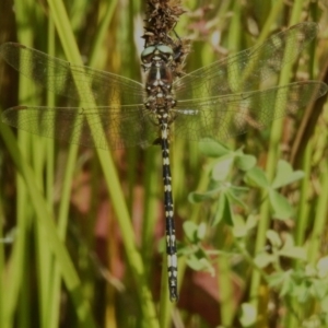 Synthemis eustalacta at Paddys River, ACT - 25 Feb 2023