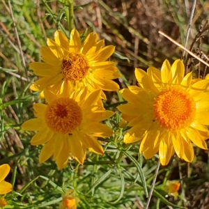 Xerochrysum viscosum at Gundaroo, NSW - 6 Dec 2022 03:07 PM