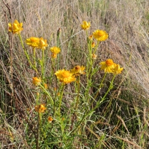 Xerochrysum viscosum at Gundaroo, NSW - 6 Dec 2022 03:07 PM