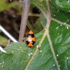 Aulacophora hilaris (Pumpkin Beetle) at Cook, ACT - 26 Feb 2023 by Miranda