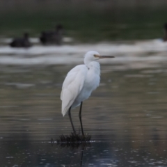 Egretta garzetta (Little Egret) at Fyshwick, ACT - 25 Feb 2023 by rawshorty