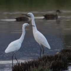 Egretta garzetta at Fyshwick, ACT - 26 Feb 2023