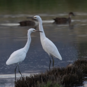 Egretta garzetta at Fyshwick, ACT - 26 Feb 2023 07:14 AM