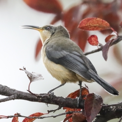 Acanthorhynchus tenuirostris (Eastern Spinebill) at Higgins, ACT - 22 Feb 2023 by AlisonMilton