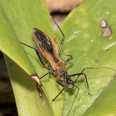 Gminatus australis (Orange assassin bug) at Higgins, ACT - 22 Feb 2023 by AlisonMilton