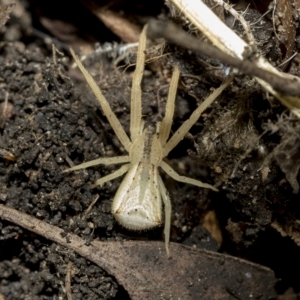 Sidymella hirsuta at Higgins, ACT - 22 Feb 2023