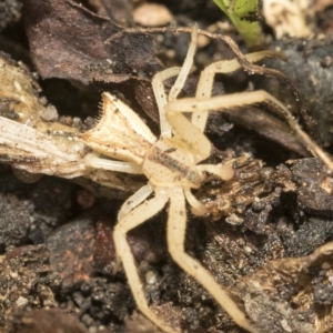 Sidymella hirsuta at Higgins, ACT - 22 Feb 2023