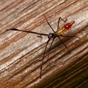 Coreidae (family) at Downer, ACT - 26 Feb 2023 03:12 PM