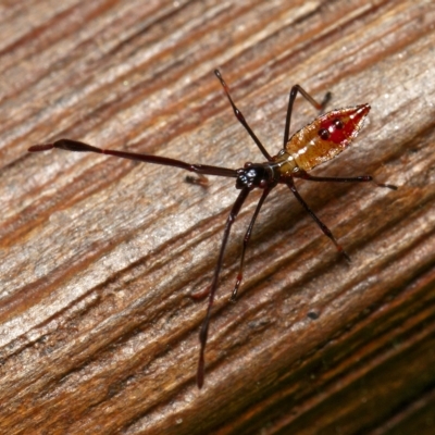 Coreidae (family) (Coreid plant bug) at Downer, ACT - 26 Feb 2023 by RobertD