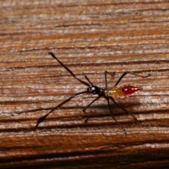 Coreidae (family) at Downer, ACT - 26 Feb 2023 03:12 PM