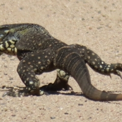 Varanus varius (Lace Monitor) at Araluen, NSW - 24 Feb 2023 by RobParnell