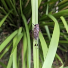 Galanga labeculata (Double-spotted cicada) at Hackett, ACT - 26 Feb 2023 by WalterEgo