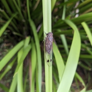 Galanga labeculata at Hackett, ACT - 26 Feb 2023