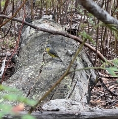 Eopsaltria australis (Eastern Yellow Robin) at Nadgee, NSW - 26 Feb 2023 by SimoneC