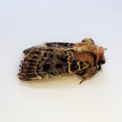 Proteuxoa sanguinipuncta (Blood-spotted Noctuid) at Cook, ACT - 21 Feb 2023 by CathB