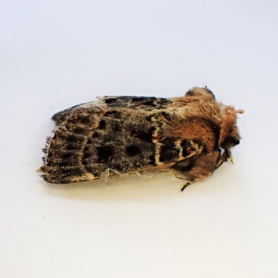 Proteuxoa sanguinipuncta (Blood-spotted Noctuid) at Cook, ACT - 21 Feb 2023 by CathB