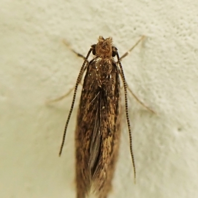 Tineidae (family) at  - suppressed by CathB