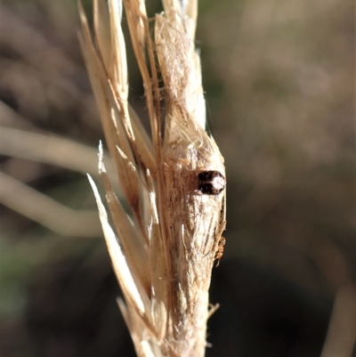 Uraba lugens (Gumleaf Skeletonizer) at Mount Painter - 22 Mar 2023 by CathB