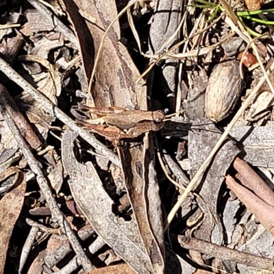 Phaulacridium vittatum (Wingless Grasshopper) at Carwoola, NSW - 26 Feb 2023 by trevorpreston