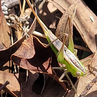 Conocephalus semivittatus (Meadow katydid) at Stony Creek Nature Reserve - 26 Feb 2023 by trevorpreston